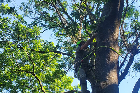 Preserving Beauty and Safety: Tree Service in Ephrata