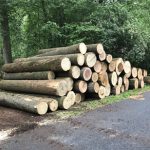 Choosing Between Stump Removal and Stump Grinding