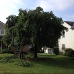 Expert Tree Care Services for Healthy and Vibrant Trees