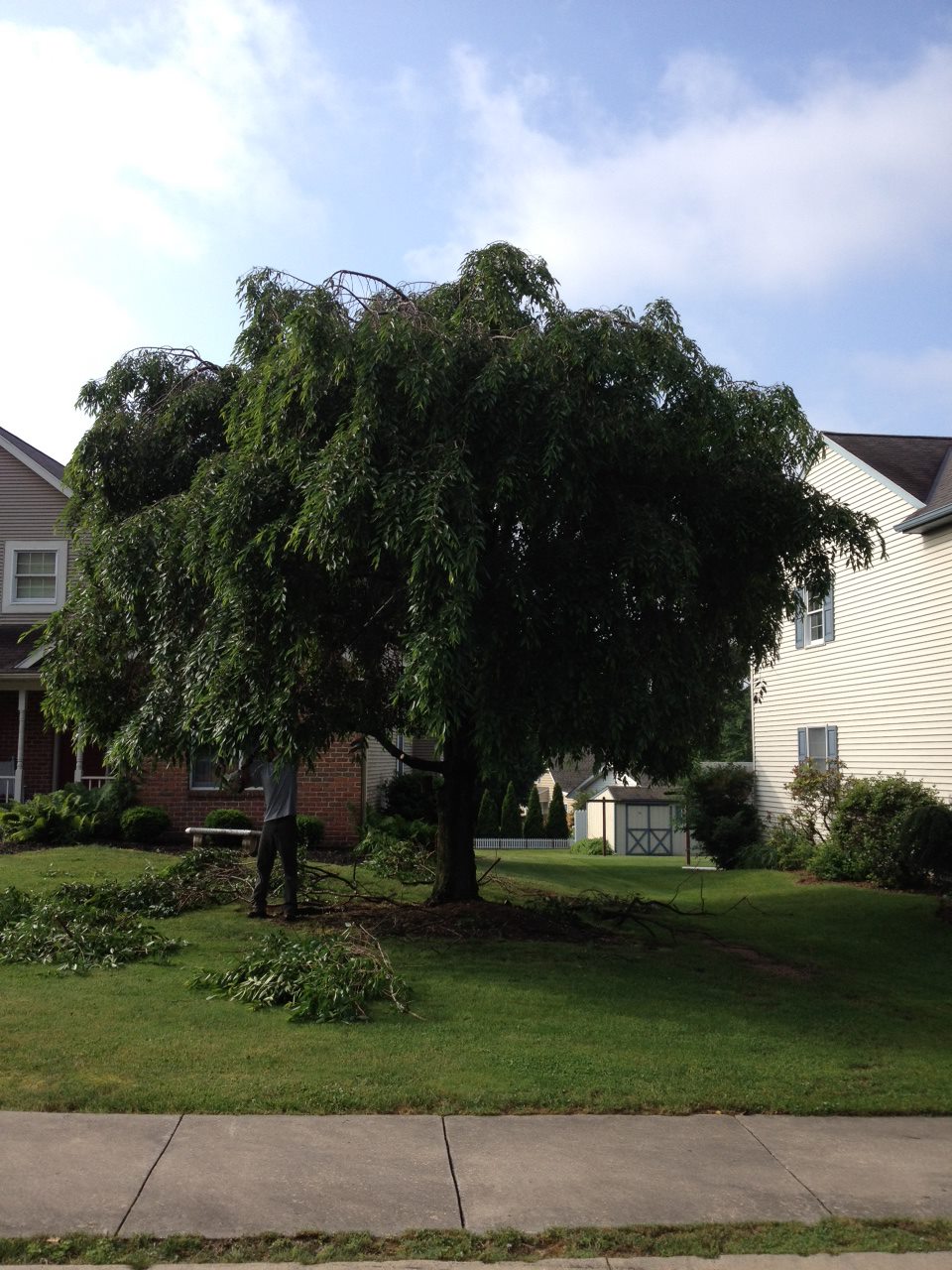 Expert Tree Care Services for Healthy and Vibrant Trees